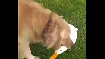 Una perra jugando con un ganzo